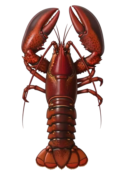 Imagen PNG para descargar